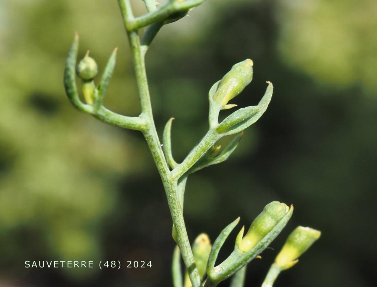 Bastard Toadflax, Branched fruit